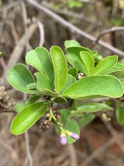 Ehretia obtusifolia