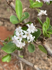 Ehretia obtusifolia
