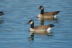 Branta hutchinsii hutchinsii