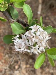 Ehretia obtusifolia