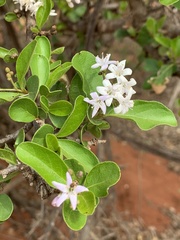 Ehretia obtusifolia