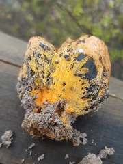 Pisolithus thermaeus