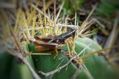 Huastecacris truncatipennis