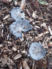 Coprinopsis lagopus