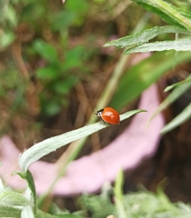 Cycloneda sanguinea