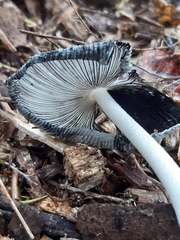 Coprinopsis lagopus