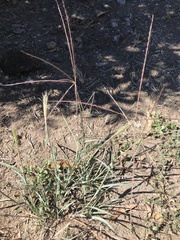 Enteropogon acicularis