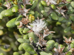 Olearia cymbifolia