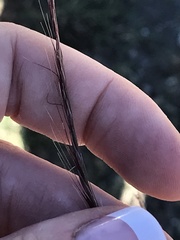 Enteropogon acicularis