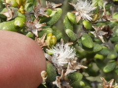 Olearia cymbifolia