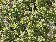 Olearia cymbifolia