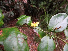 Scaevola enantophylla