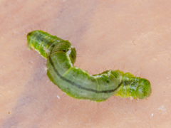 Poecilasthena anthodes