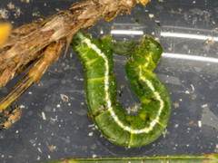 Poecilasthena anthodes