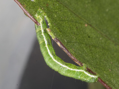 Poecilasthena anthodes