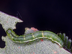 Poecilasthena anthodes