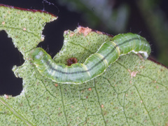 Poecilasthena anthodes