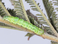 Poecilasthena anthodes