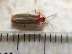 Photinus scintillans