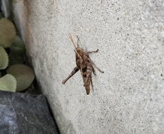 Xyleus discoideus mexicanus