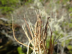 Cladonia ecmocyna