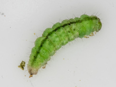 Poecilasthena anthodes