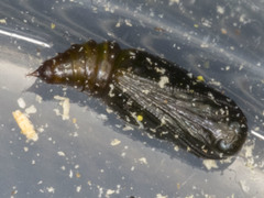 Poecilasthena anthodes