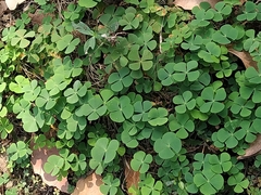 Marsilea minuta
