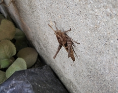 Xyleus discoideus mexicanus