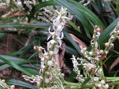 Helmholtzia acorifolia