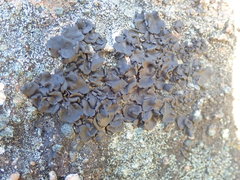 Umbilicaria polyphylla