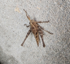 Xyleus discoideus mexicanus