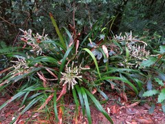 Helmholtzia acorifolia