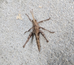 Xyleus discoideus mexicanus