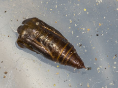 Poecilasthena anthodes