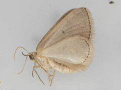 Poecilasthena anthodes