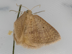 Poecilasthena anthodes