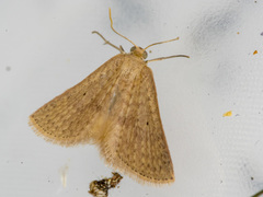 Poecilasthena anthodes