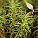 Common Haircap Moss - Photo (c) Paul Marcum, some rights reserved (CC BY-NC), uploaded by Paul Marcum