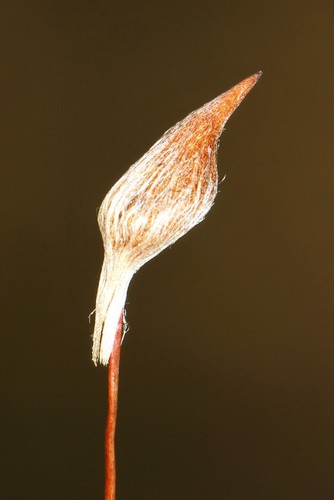 Polytrichum commune