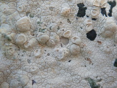 Lecanora rupicola