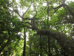 Hibiscus arnottianus