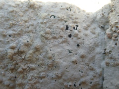 Lecanora rupicola