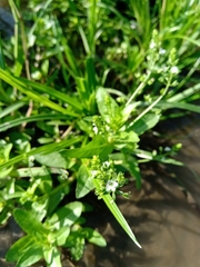 Veronica undulata