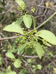 Pristimera longipetiolata