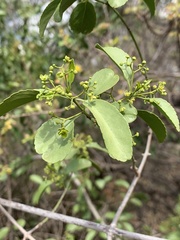 Pristimera longipetiolata