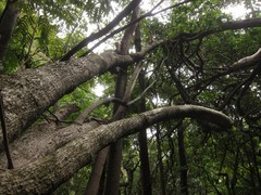 Hibiscus arnottianus