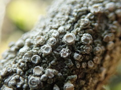 Pertusaria subambigens