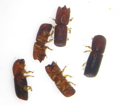 Xyleborus lanaiensis