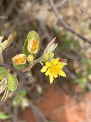 Grewia bicolor bicolor
